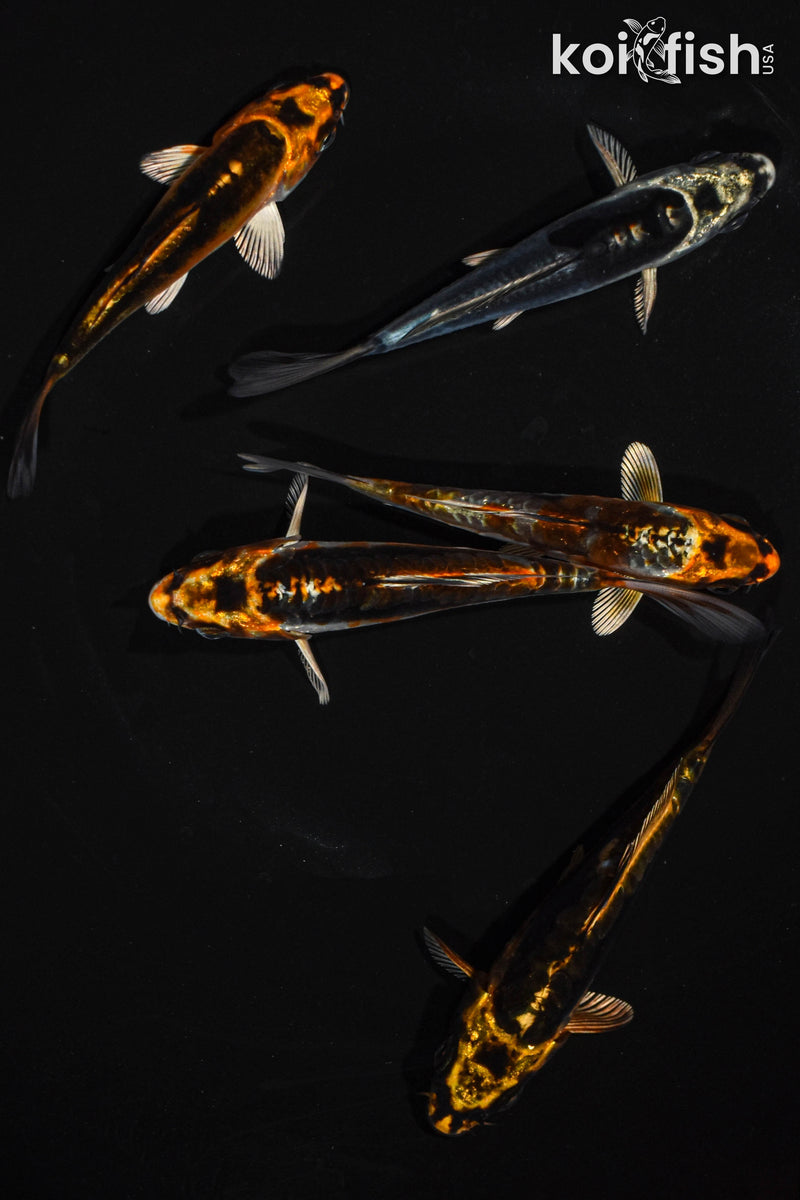 PACK OF (5) 4-4.5" STANDARD GHOST KOI