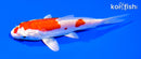 5.25" GINRIN KIKUSUI