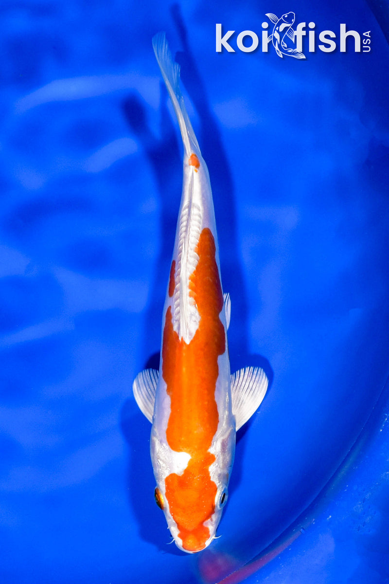 8" KIKUSUI