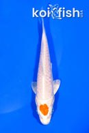 5" ARAGOKE TANCHO HARIWAKE