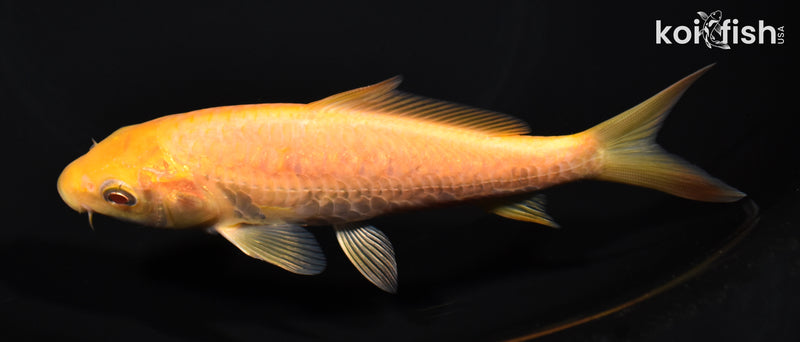 5.75" ARAGOKE CHAGOI