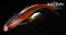 5" HI SHUSUI