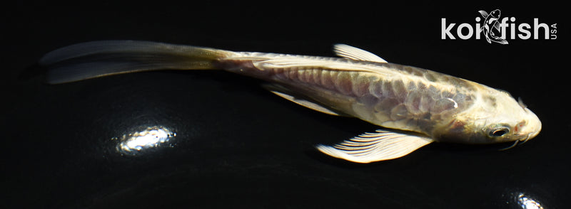 5.5" ARAGOKE KIN KIKOKURYU BUTTERFLY