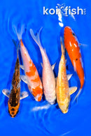 PACK OF (5) 4-4.25" STANDARD KOI