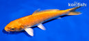 5.5" ORENGI OGON