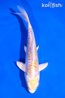 5" DOITSU LEMON HARIWAKE