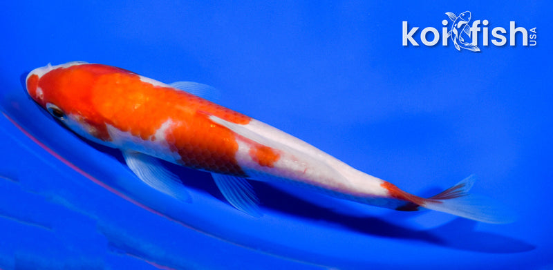 6" KOHAKU