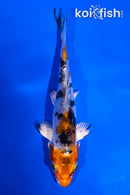 4.5" HEISEI NISHIKI