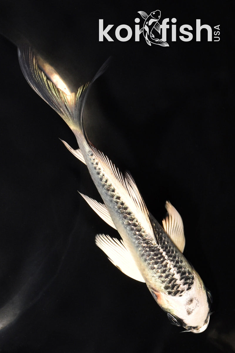 5.5" GIN MATSUBA BUTTERFLY