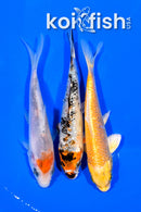 PACK OF (5) 4-4.25" STANDARD KOI
