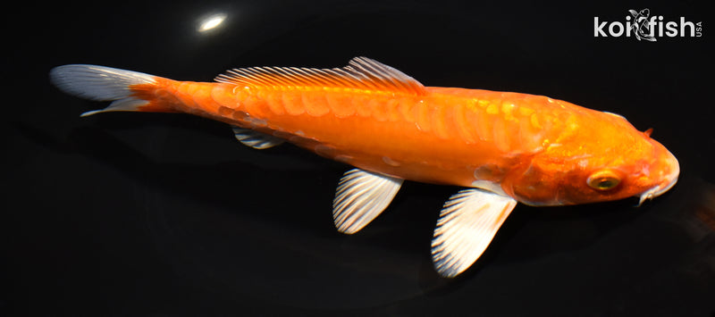 8.5" KIKUSUI
