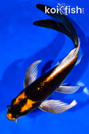 9" KABUTO BUTTERFLY