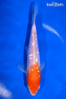 6" GINRIN KOHAKU