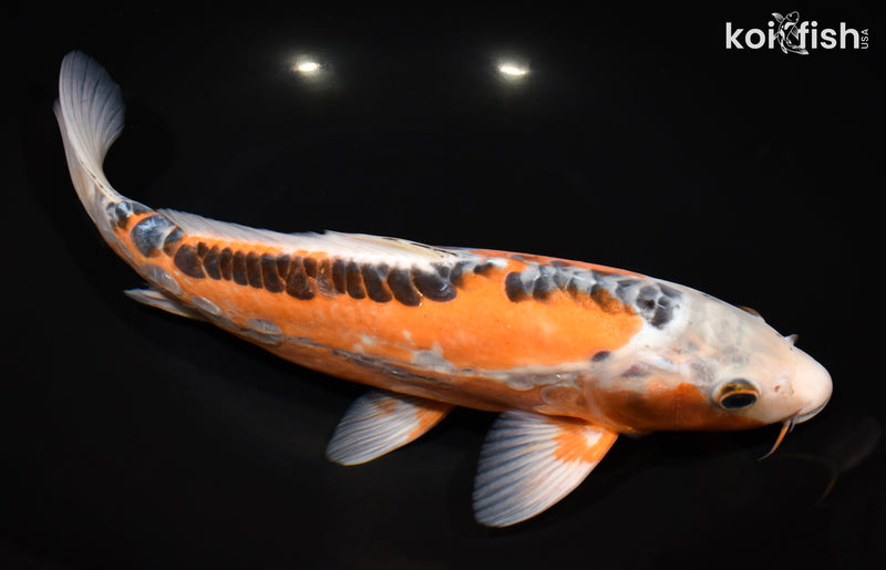 12.75" HI SHUSUI