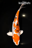11" HEISEI NISHIKI
