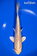 7.25" GINRIN YAMABUKI OGON
