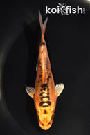 4.75" DOITSU ORENJI MATSUBA