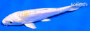 5.5" DOITSU LEMON HARIWAKE