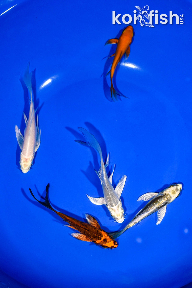 PACK OF (5) 3-4" BUTTERFLY KOI