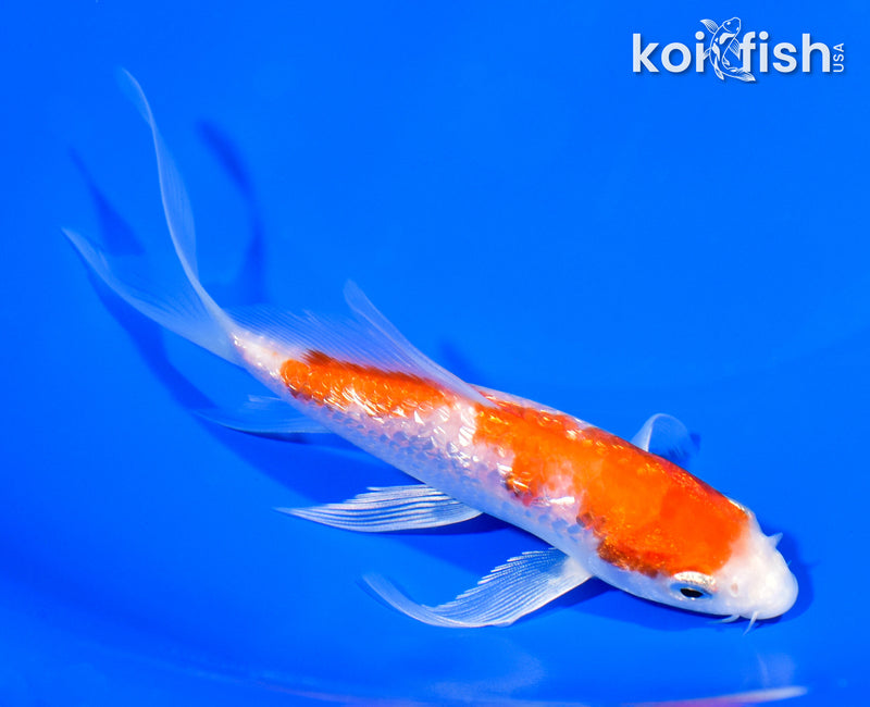 5.75" GINRIN HARIWAKE BUTTERFLY