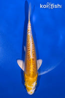 6.25" DOITSU LEMON HARIWAKE