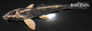 3.75" GINGA