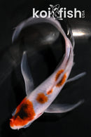 4.5" GOROMO BUTTERFLY