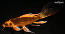 8.75" KIN ORENJI MATSUBA BUTTERFLY