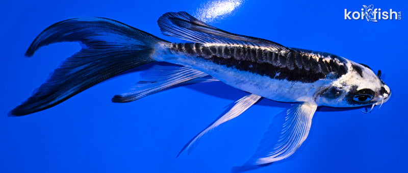 5.5" KIKOKURYU BUTTERFLY