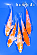 PACK OF (5) 4-4.25" STANDARD KOI