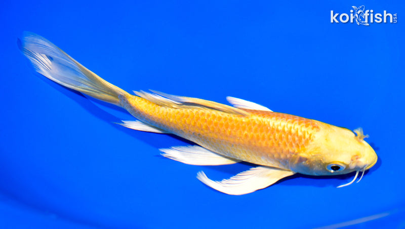 7.75" YAMABUKI OGON BUTTERFLY