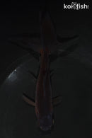 5.5" WATONAI GOLDFISH