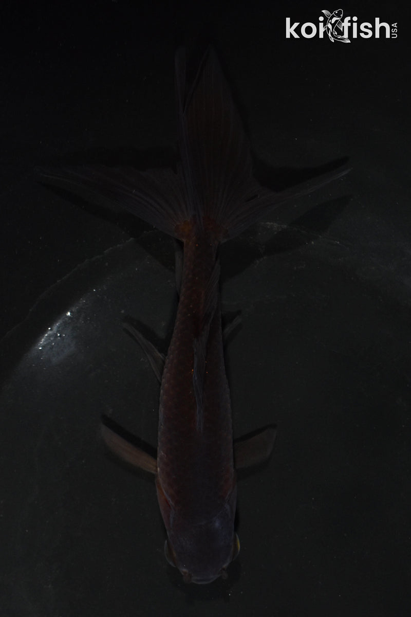 5.5" WATONAI GOLDFISH