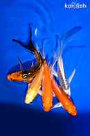 PACK OF (5) 4.5-6" BUTTERFLY KOI
