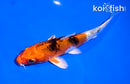 5" YAMATO NISHIKI