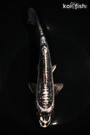 7.75" BENI KIKOKURYU