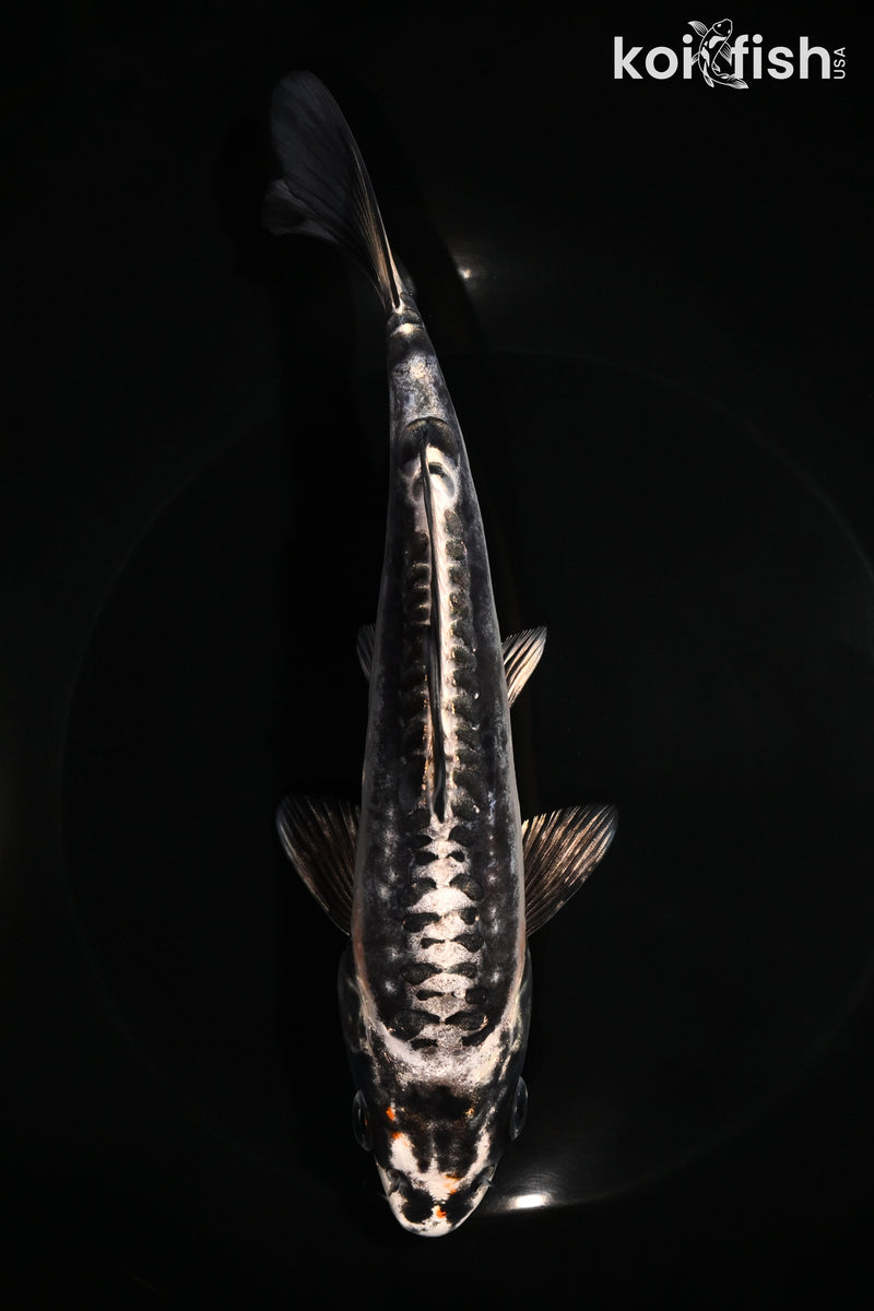 7.75" BENI KIKOKURYU