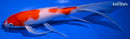 10.75" KUCHIBENI KOHAKU BUTTERFLY