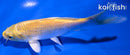 5.75" YAMABUKI OGON