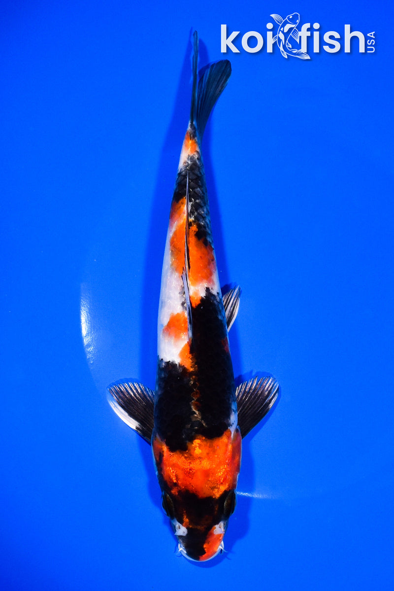 8" KIN SHOWA