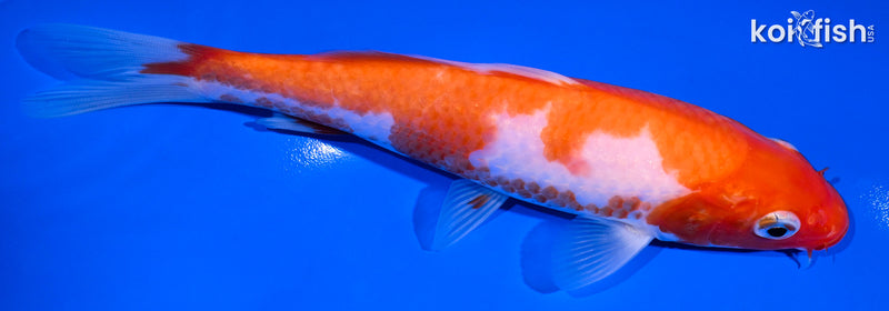 6.5" KOHAKU
