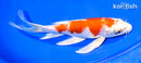 8" HARIWAKE BUTTERFLY