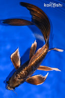 10.5" DOITSU KIN KABUTO BUTTERFLY