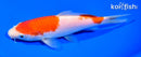 6.5" NIDAN KOHAKU