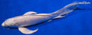 9.25" PLATINUM OGON BUTTERFLY
