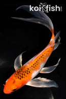 8.25" METALLIC GOROMO BUTTERFLY