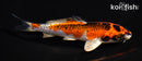 5.75" KUJAKU
