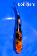 4.5" DOITSU SANKE