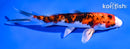 6" YAMATO NISHIKI
