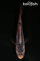4" SHUSUI